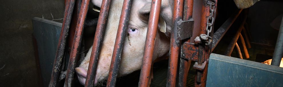 Mother pig in a farrowing crate looking distressed.