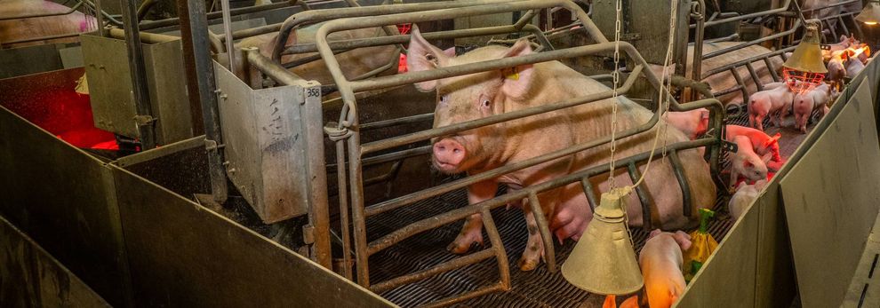 Mother sow trapped in a farrowing crate.