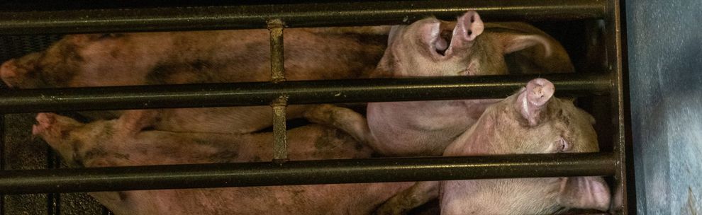 Two pigs gasping for air, trapped in a CO2 chamber.
