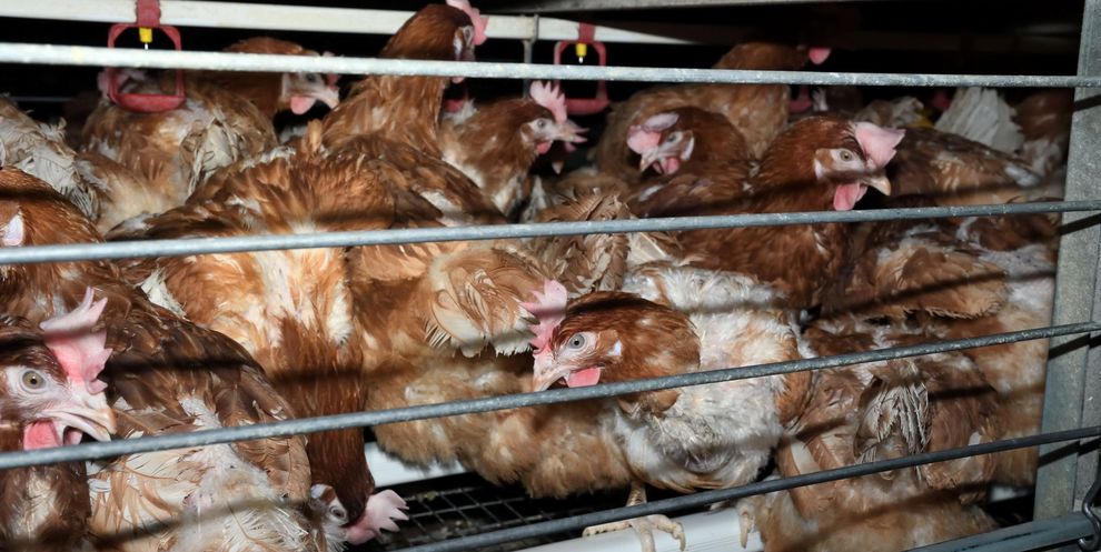 Hens crammed together in a confined cage.