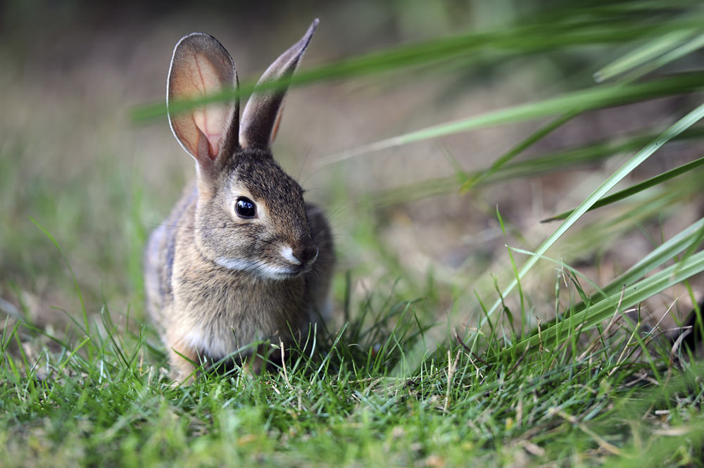 Rabbit is a sales domestic animal