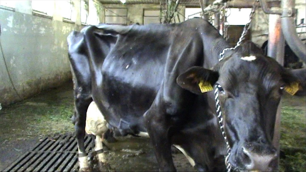 About dairy cows | Compassion in World Farming