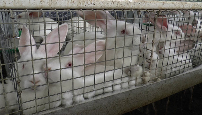 rabbit farming cages