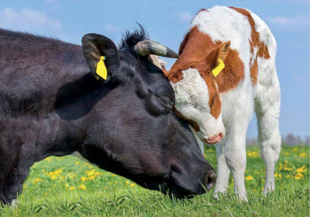 Impact For Farm Animal Welfare: Achievements And Milestones ...