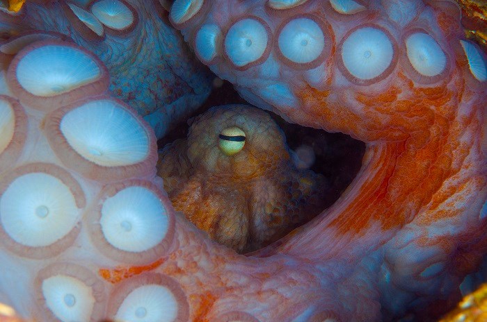 New Threats Of Octopus Farm Plans Revealed | Compassion In World Farming